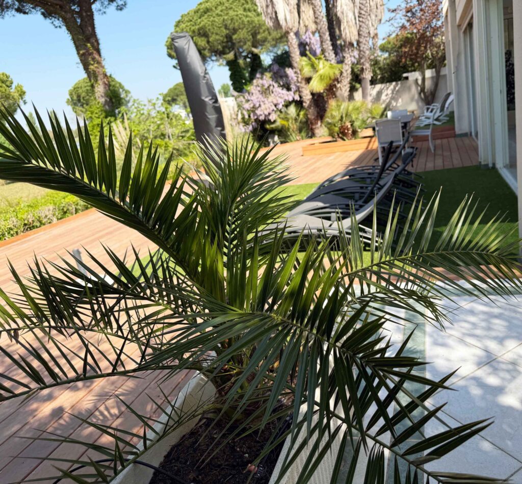 Photo de l'esquina avec un mini palmier