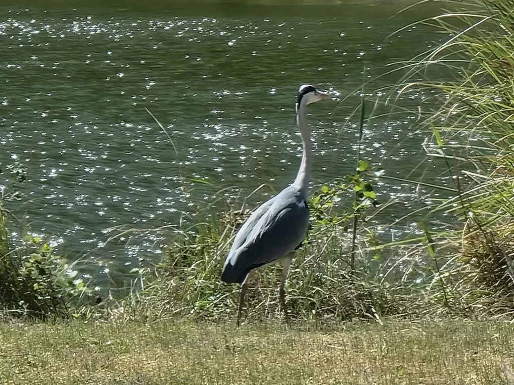 Héron marchant devant l'étang du golf, face à la terrasse de la villa de luxe de la Grande Motte